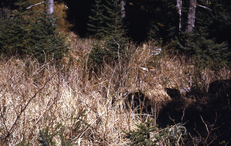 Afognak 6/12/73 Fertilizer plot DB #3 Danger Bay