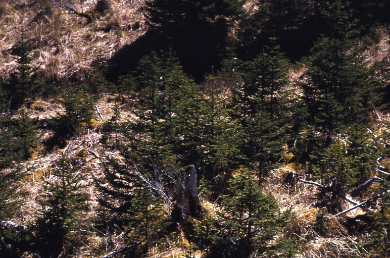 Afognak 6/12/73 Fertilizer plot DB #2 Danger Bay