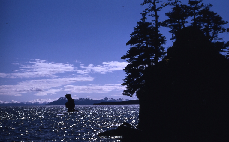 Afognak 6/12/73 view down danger bay from seed trap I.P. Afognak 6/12/73 view down danger bay from seed trap I.P.