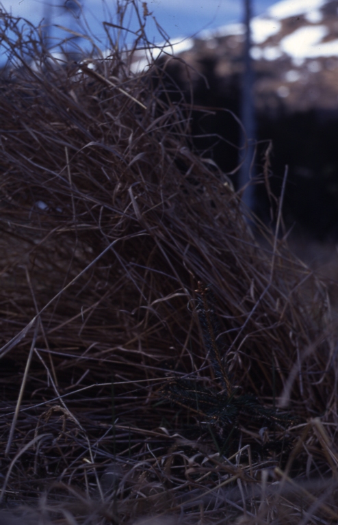 Valley sale Afognak grass raised to show spruce seedling 5/22/69