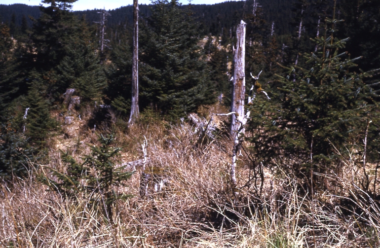 Afognak 6/12/73 Fertilizer plot DB #4 Danger Bay