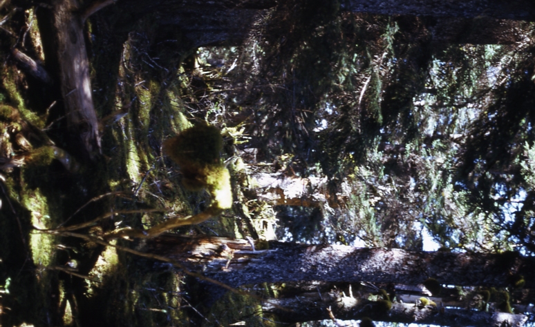 Afognak 6/12/73 Seed traps # 18-23 Danger Bay