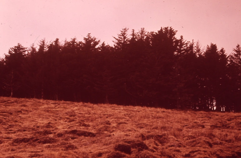 Cattle damage Kodiak