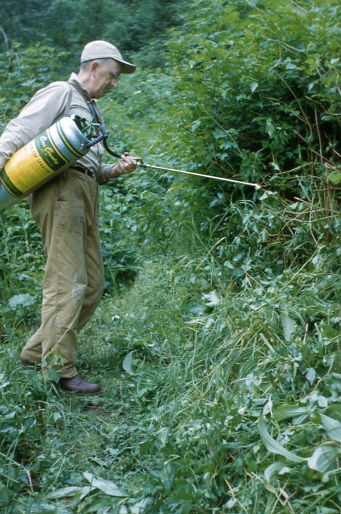 Mr. Taylor spraying cut trail-Mt Juneau trail. Cut per 40% uncut trail above Mr. T. is sprayed 1/2# gal to left & 1# per gal to right above Ammate 6/28/50 Mr. Taylor spraying cut trail-Mt Juneau trail. Cut per 40% uncut trail above Mr. T. is sprayed 1/2# gal to left & 1# per gal to right above Ammate 6/28/50
