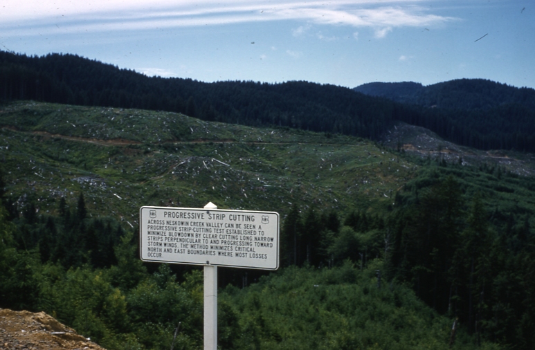 Progressive strip cutting Cascade Head Exp Forest July 61