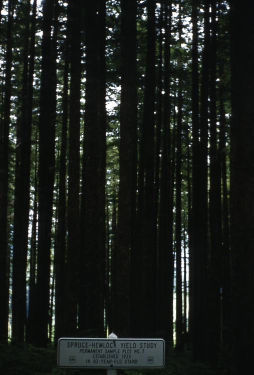 Spruce Hemlock Yield study cascade head exp for July 61