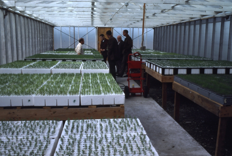 State Greenhouse Palmer