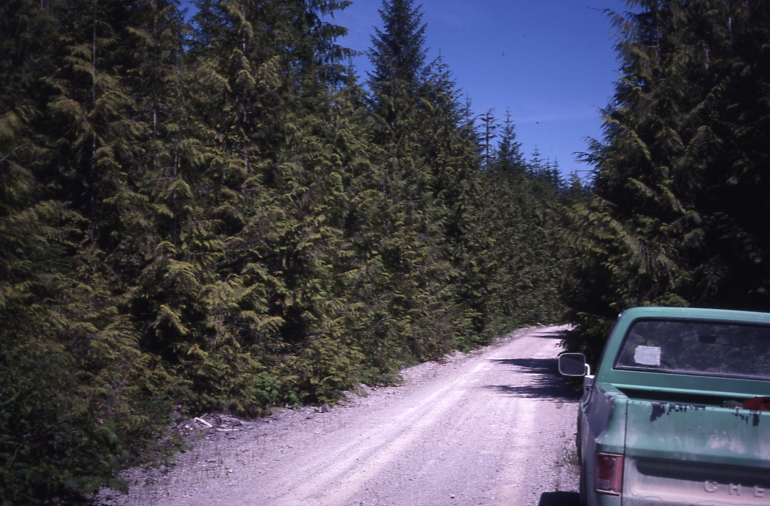 Cedar along road Edna Bay 1982