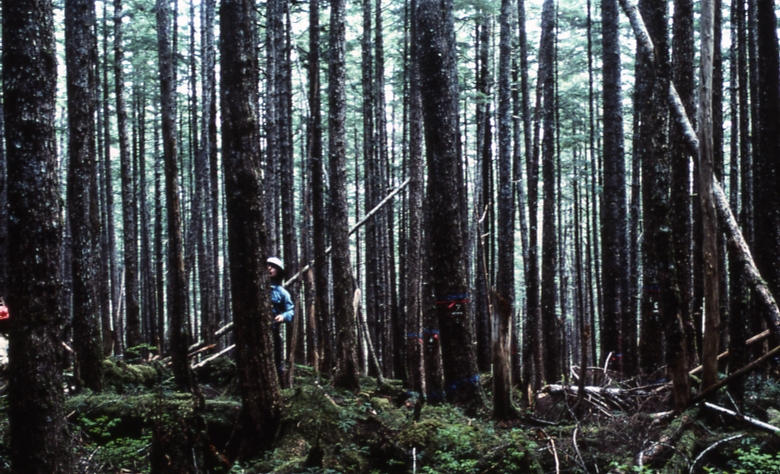 Plot 237 near cur 2 90 year old stand site 109; Saginaw bay Plot 237 near cur 2 90 year old stand site 109; Saginaw bay