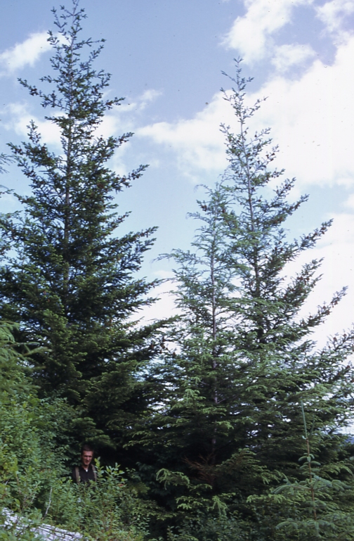 Planted Douglas fir Hollis 7/15/73 Planted Douglas fir Hollis 7/15/73