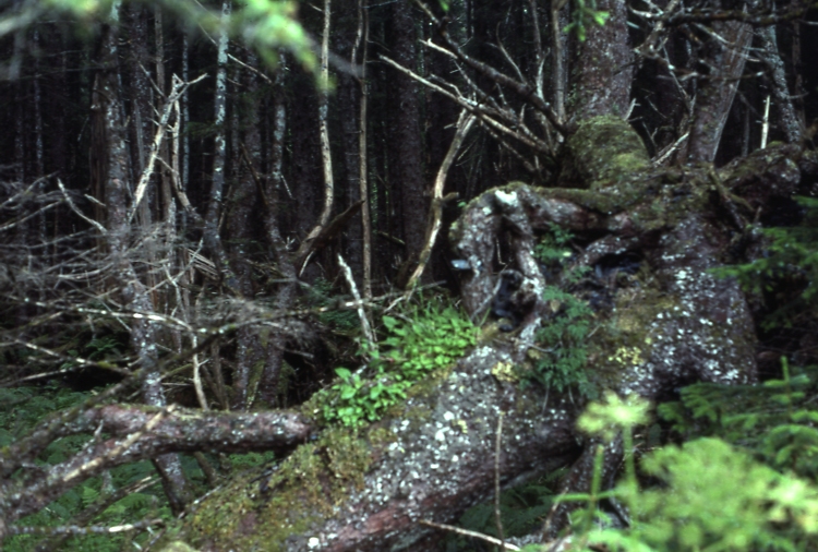 Arrows on slide point to branches of same tree Dall Island Ktn Area