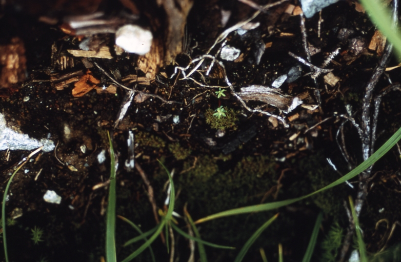 1970 hemlock seedlings on burned seedbed Sitcom lake N Tongass NF 7/14/70