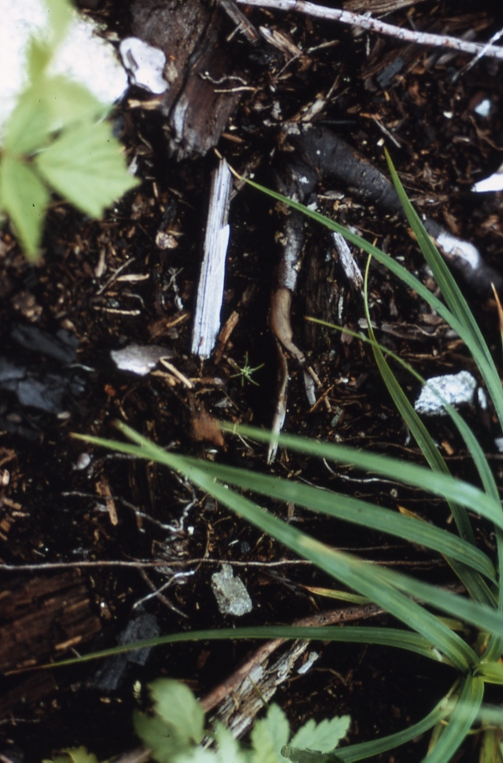 Sitka spruce seedling on typical burned seedbed Sitkoh lake N Tongass NF 7/14/70