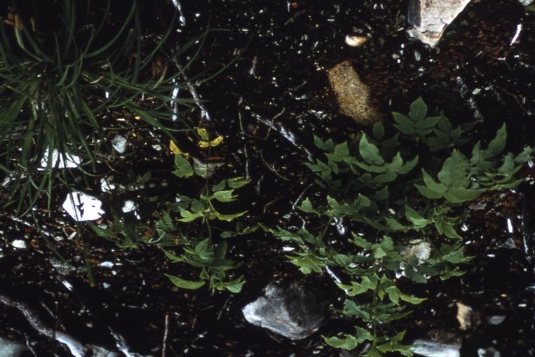 Elderberry et al invading Sitkoh lake burn Sitkoh lake N Tongass NF 7/14/70