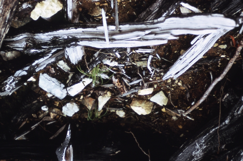 Sitkoh lake burn 1968 partial removal of duff Sitkoh lake N Tongass NF 7/14/70