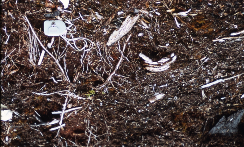 Sitkoh lake burn 1968 mineral soil exposure not due to fire Sitkoh lake N Tongass NF 7/14/71