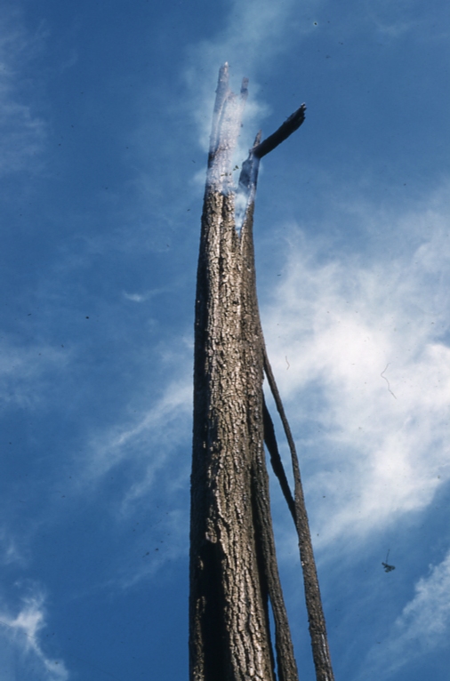 57 hemlock struck by lightening & still burning next day mouth of Harris river