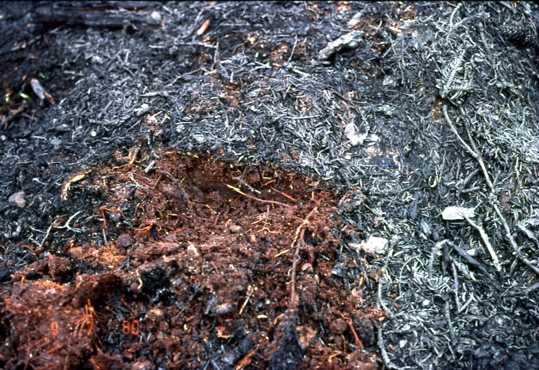 Kake burn 7/9/80 lightly burned surface scraped off to show depth of burn