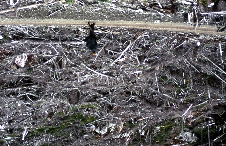 Large accumulation of slash above road Sitkoh lake, N Tongass NF 7/14/70
