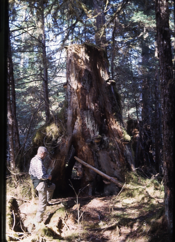 Neil Hosley old stump Hollis