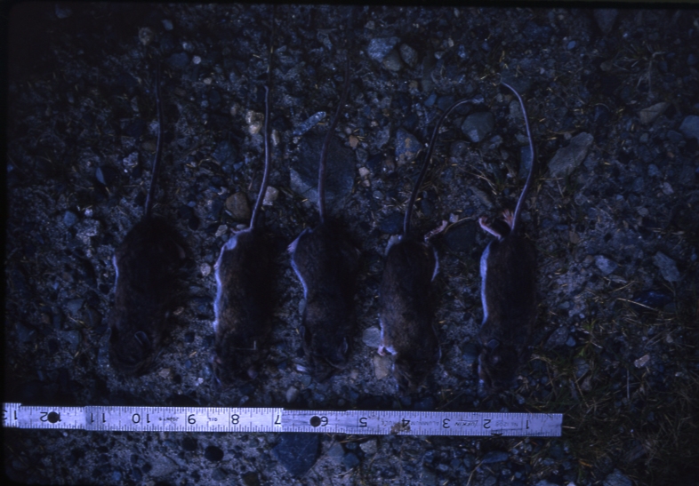 Mice Peromyscus Hollis