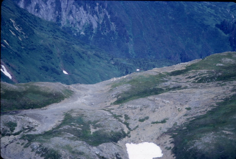 Goats- Chilkat range