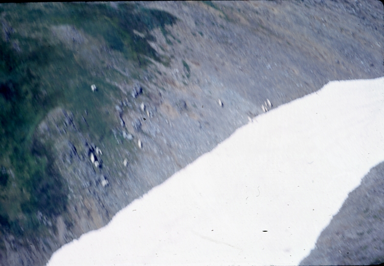 Goats Chilkat range