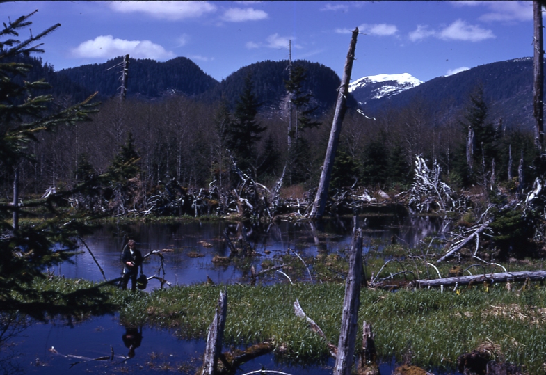 K. Koski beaver dams Maybeso valley 5/16/74