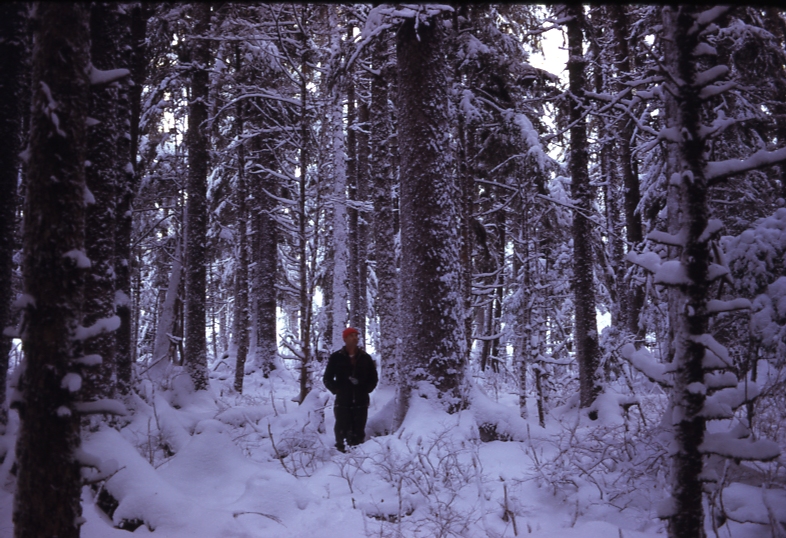 Forest in winter- Juneau Forest in winter- Juneau