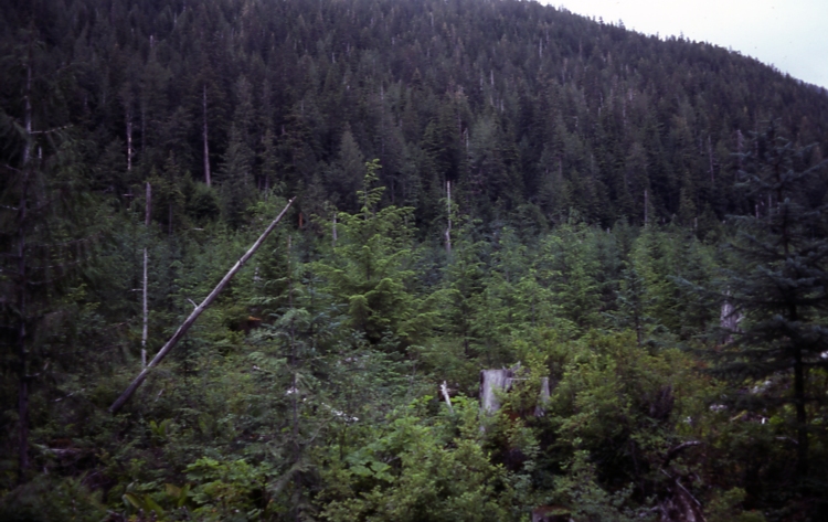 Mistletoe in resid hemlock Harris river