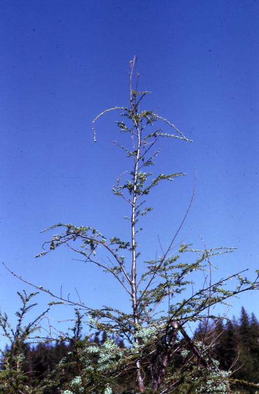 Sirococcus
