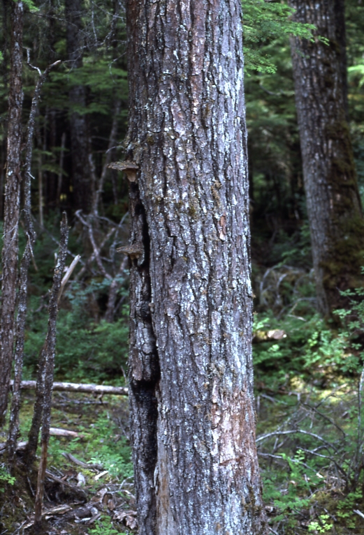 Fish cr road; Hemlock with bole damage