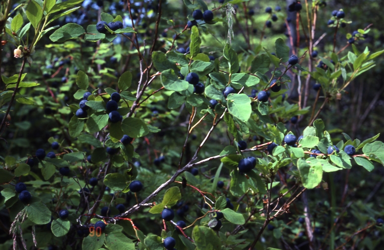 Vaccinium ovalifolium ; Might be V alaskense