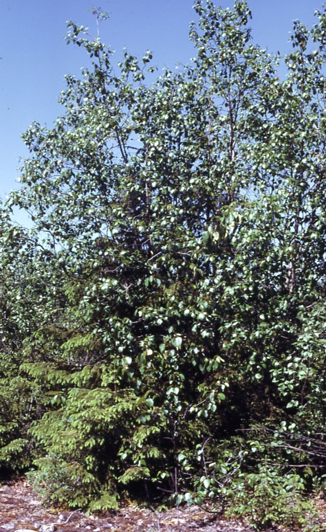 Forest succession Patterson river 6/14/76
