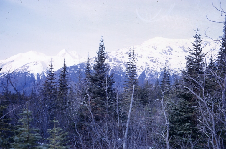 A lasiocarpa on slope of A B mountain Skagway 5-15-65