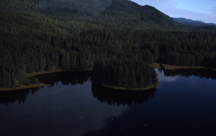 small logs- Mitchell Bay