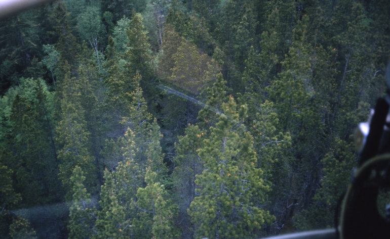 Lodgepole Pine stand Tehini River June 13 1965