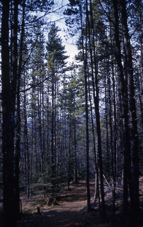 Skagway Lodgepole Pine
