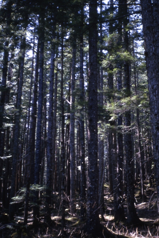 Skagway- Lodgepole Pine