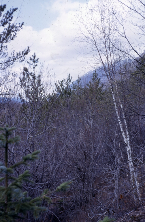 Lodgepole Pine & Birch Skagway