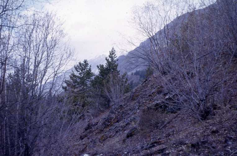 Lodgepole Pine Haines