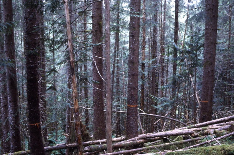Scowl Arm thinning 40 yr old stand