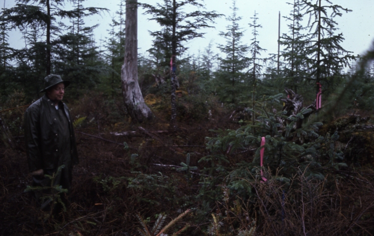 Thomas Bay Thinning Plot