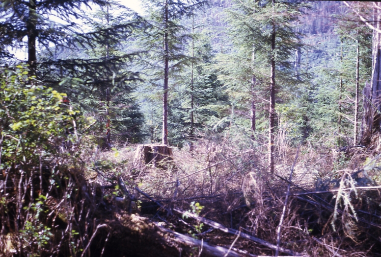 Maybeso Valley Prince of Wales Is Stand Density Study 16x16 spacing 8/74; Maybeso