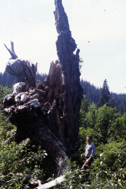 Record Cottonwood near Klukwan destroyed by wind 1983