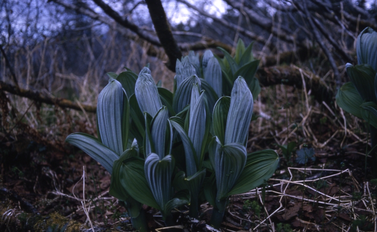 Veratrum viride false hellebore 2700 ft . Chilkat river June 13 1966