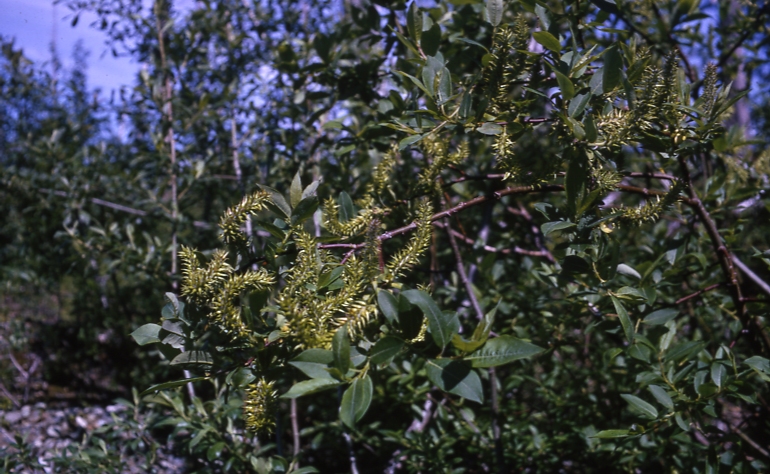 Yakutat Willow