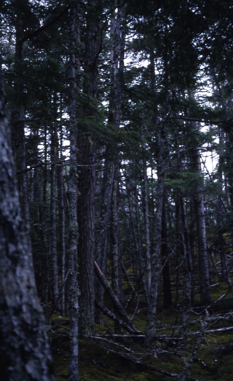 Pine- Mtn hemlock S of Skag