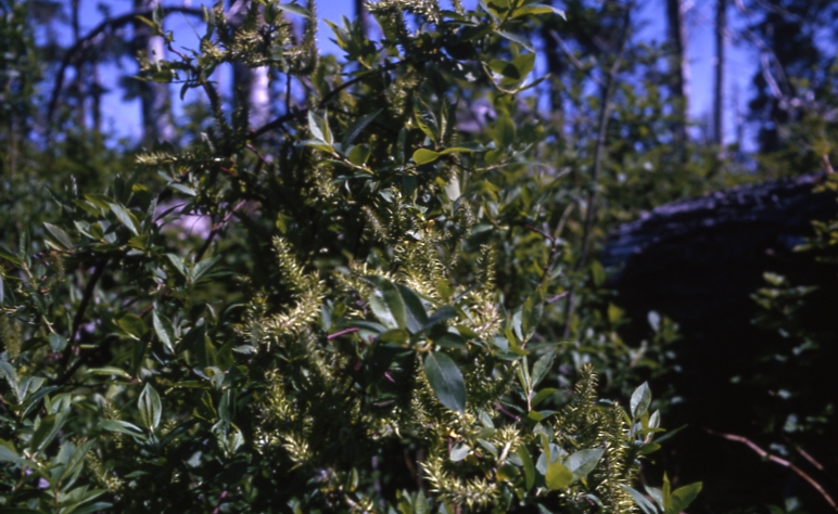 Yakutat willow