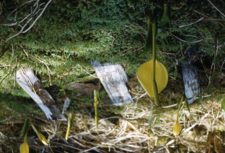 Skunk Cabbage in bloom along Hollis Maybeso trail 5/50